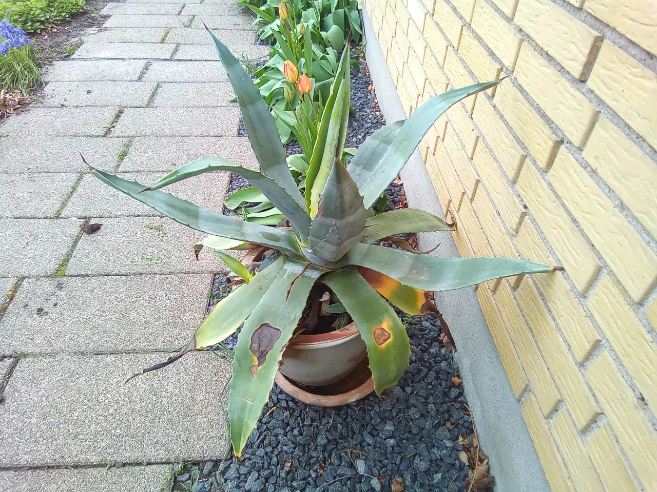 Billede 1 - Agave