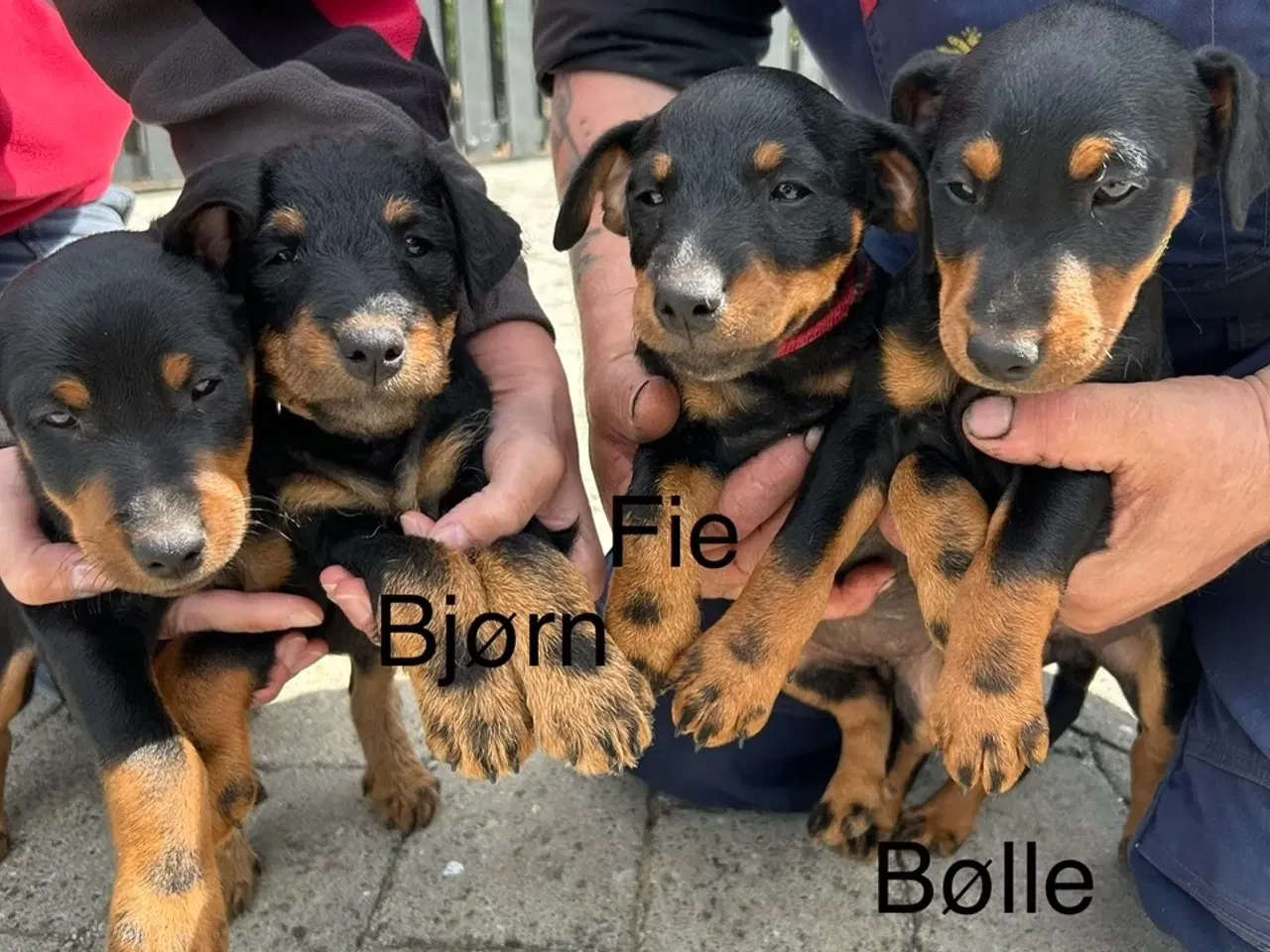 Billede 1 - Tysk jagtterrier hvalpe