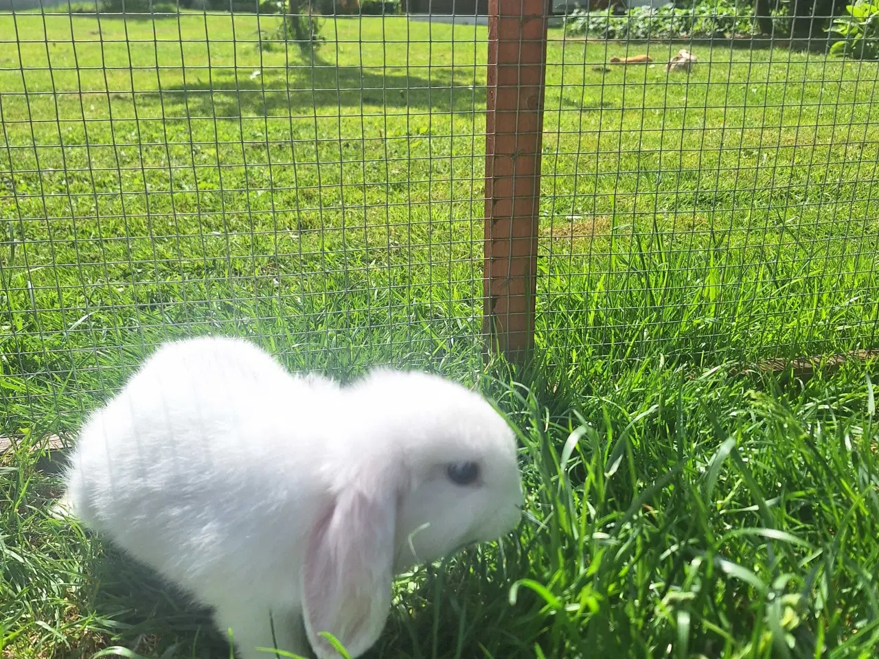Billede 5 - Mini lop kanin 
