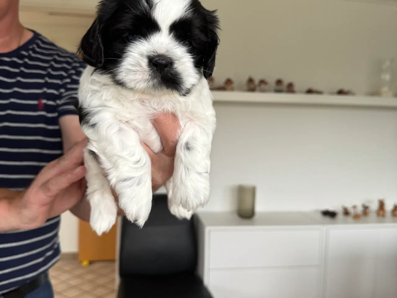 Billede 2 - Shih tzu hvalpe