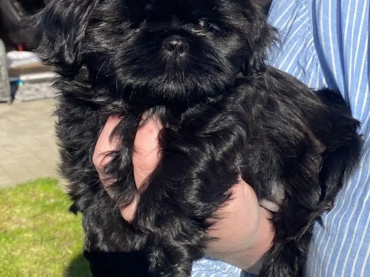 Billede 1 - Shih tzu hvalp tæve 