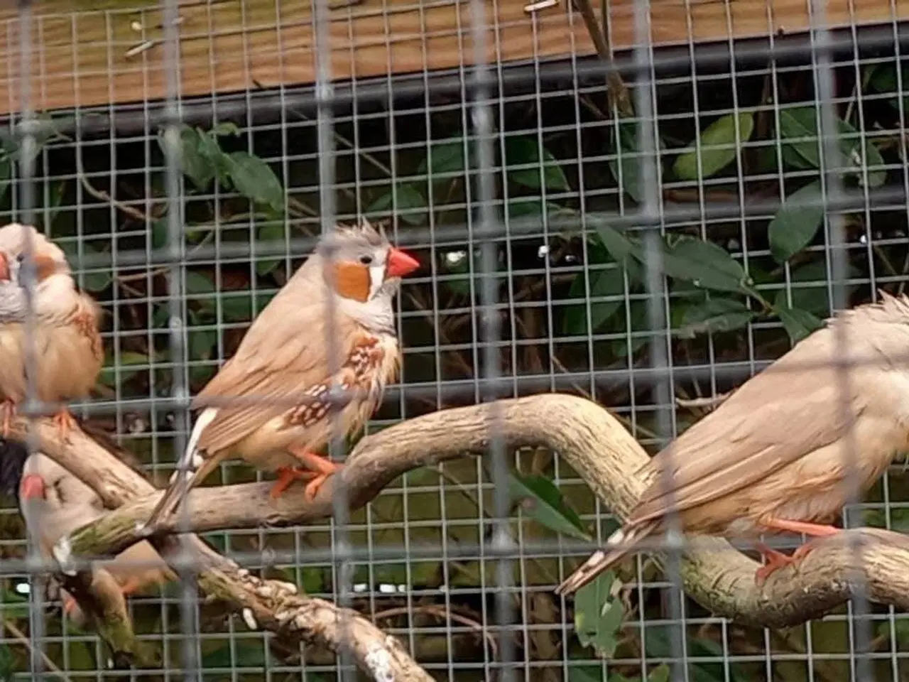 Billede 1 - Brune zebrafinker 