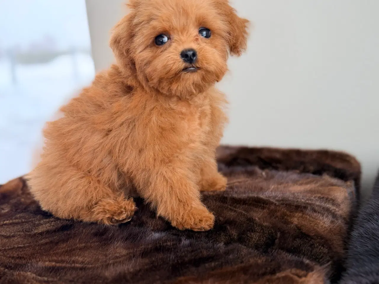 Billede 3 - Maltipoo