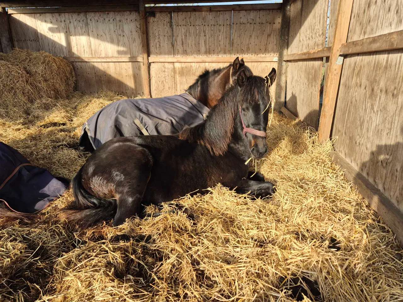 Billede 3 - Friser/spansk blandings hoppeplag