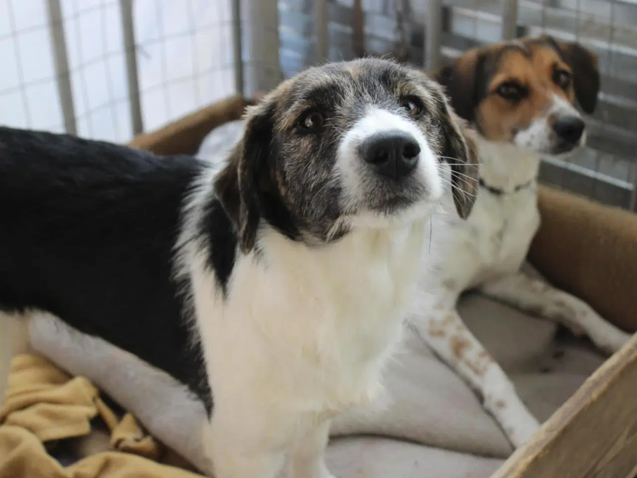 Billede 1 - Skønneste Berenike søger sit eget hjem <3