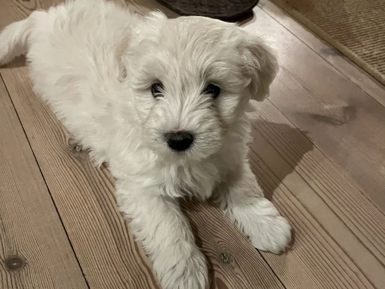 Billede 1 - Maltipoo/malteser