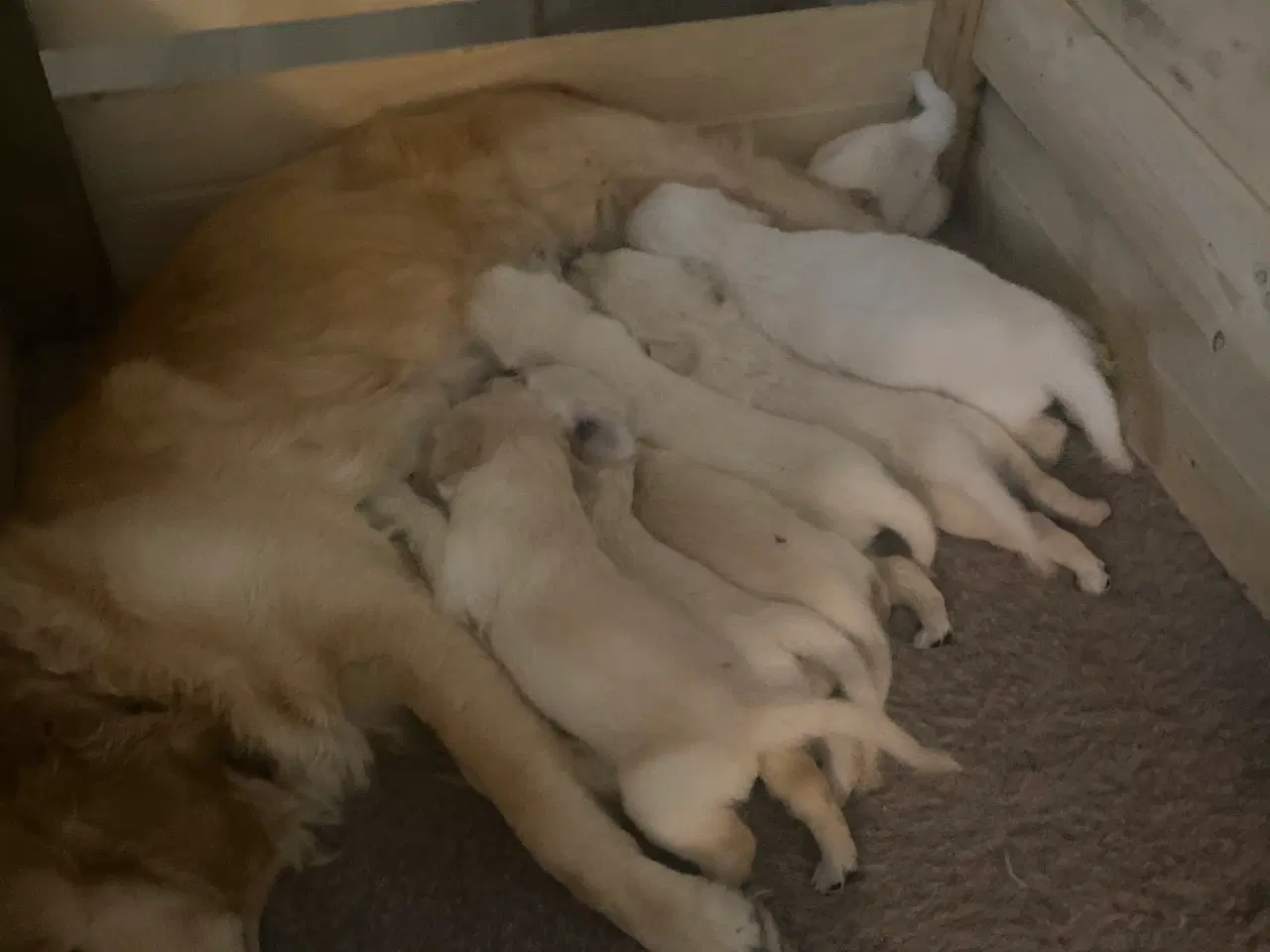 Billede 4 - Golden Retriever hvalpe