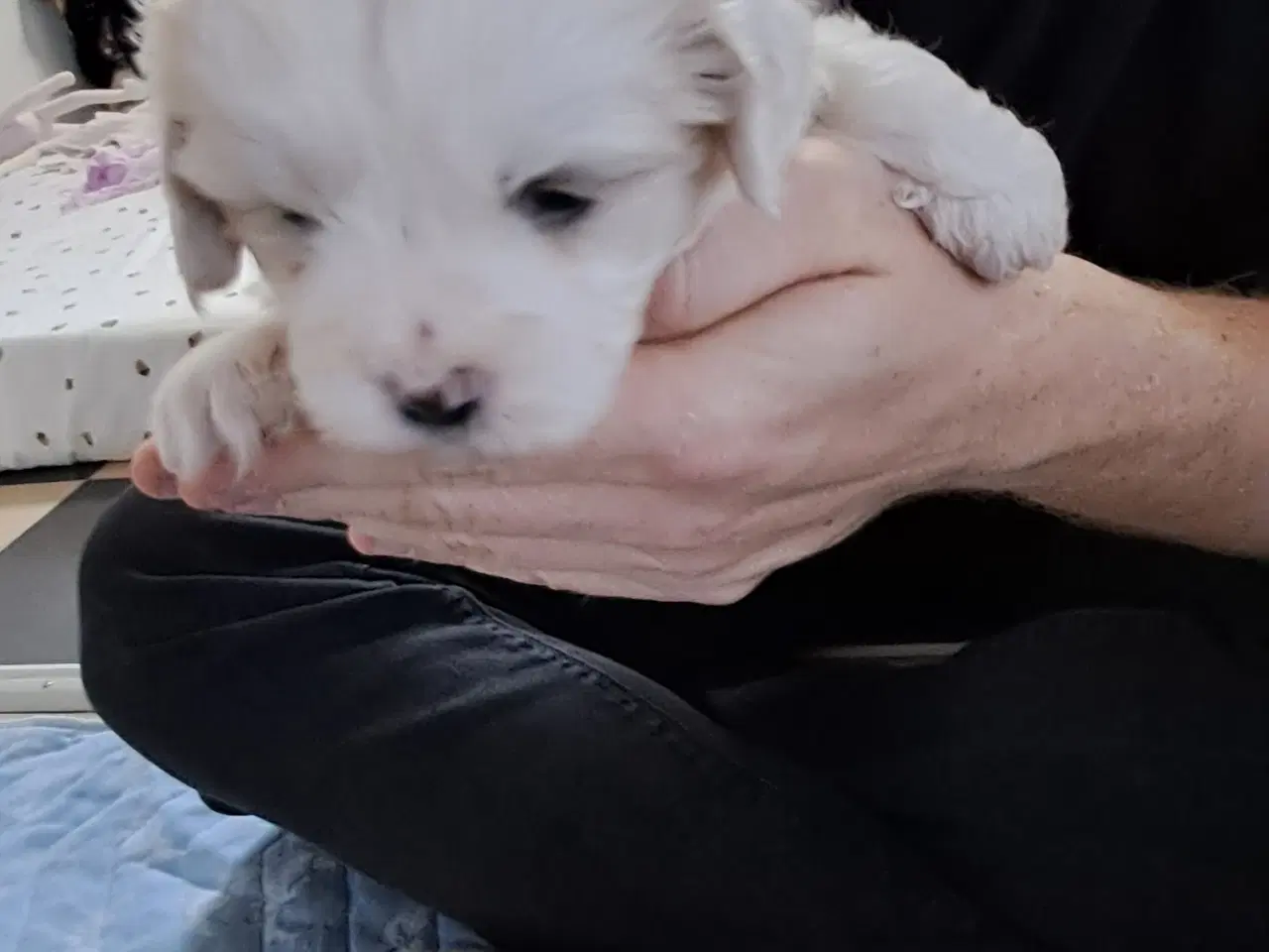 Billede 9 - Malteser blanding lille hund.