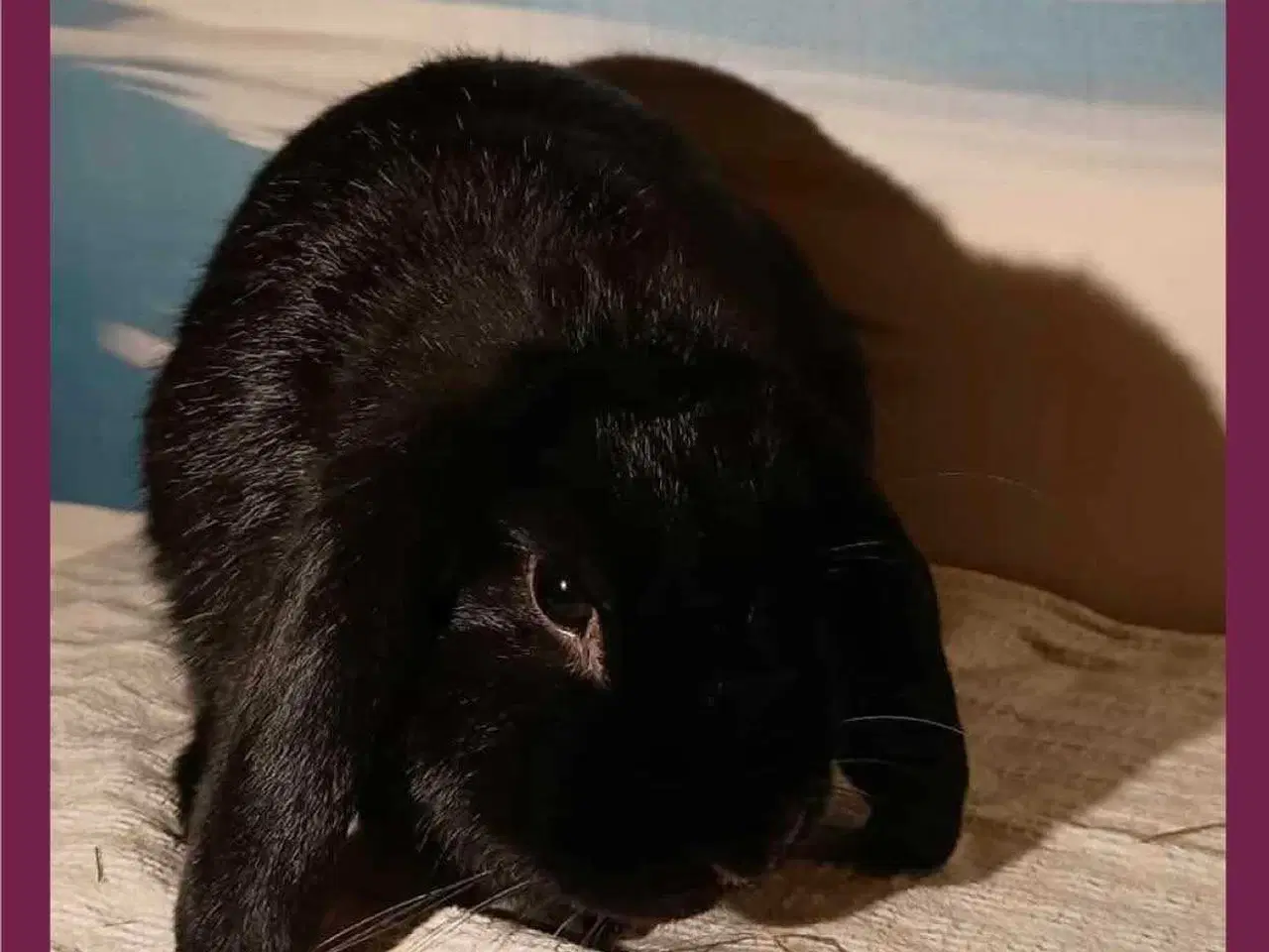 Billede 1 - vaccineret hun dværg vædder kanin pige