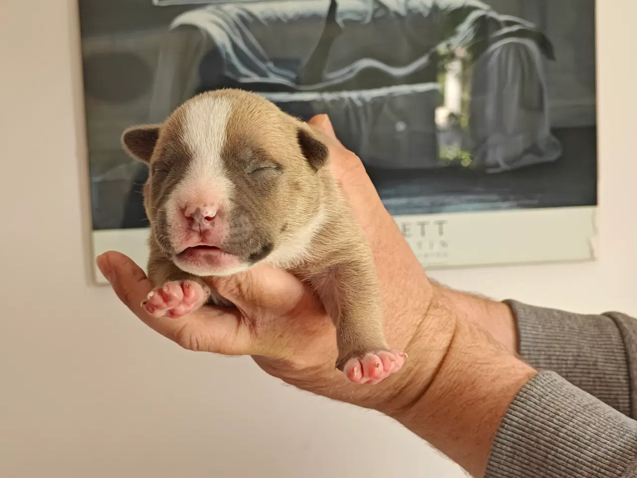 Billede 6 - American Bully hvalpe. 