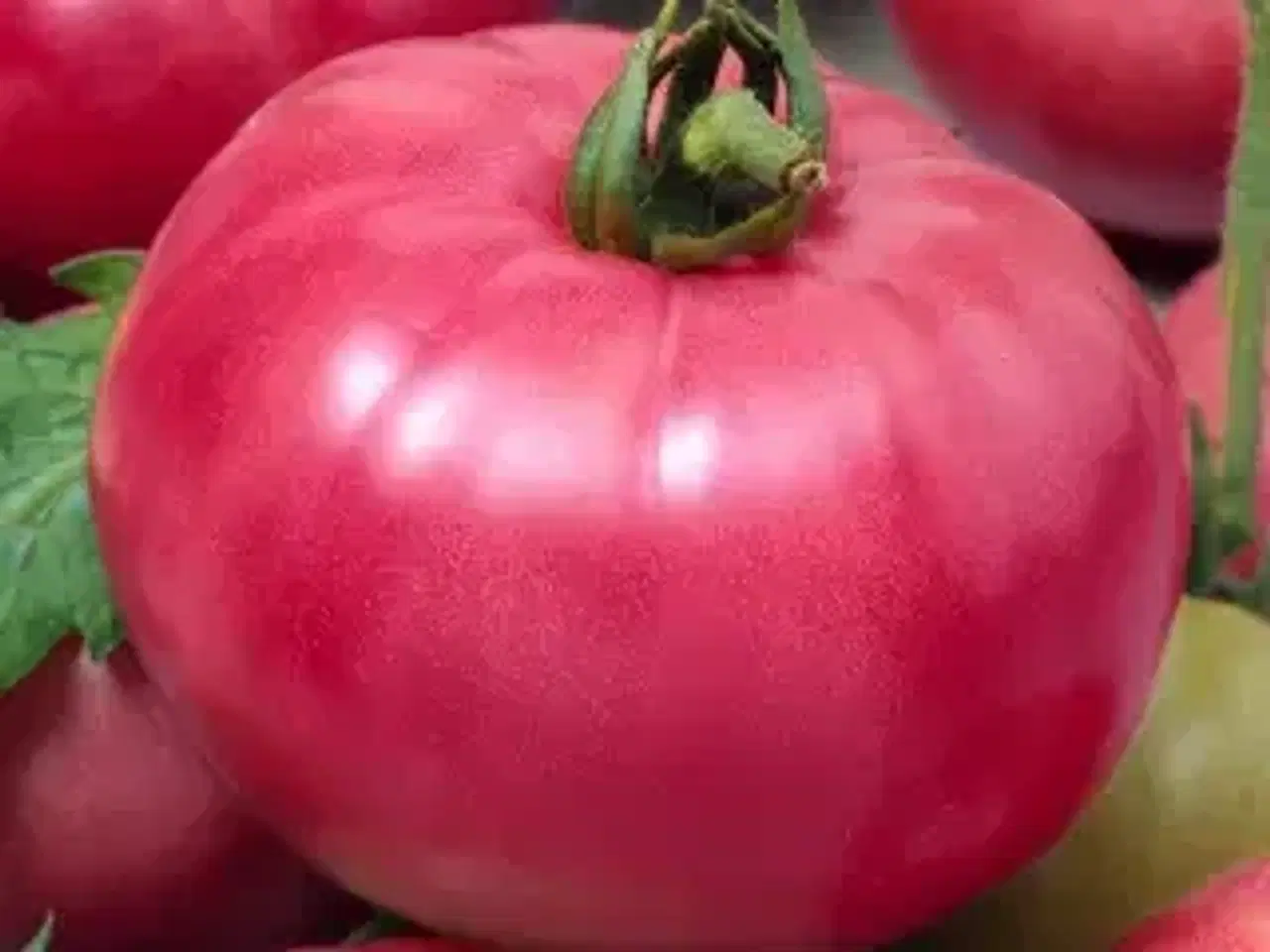 Billede 3 - Tomatplanter blandet sorter 