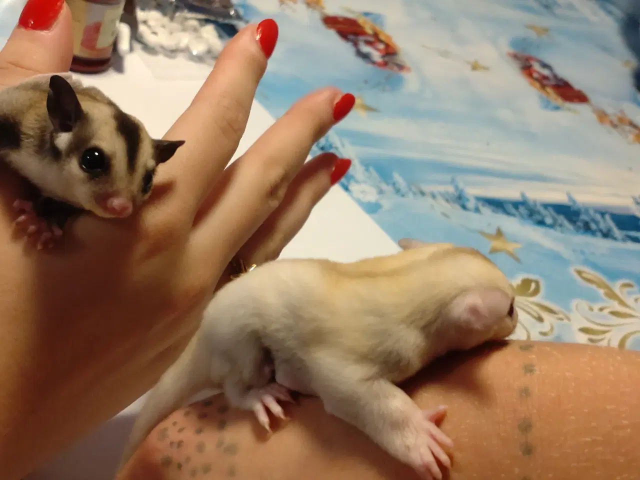 Billede 5 - Sugar glider