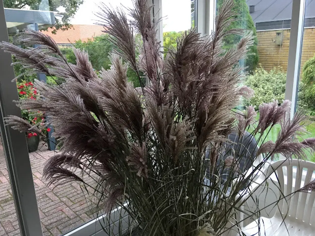 Billede 2 - Pampasgræsser til dekoration