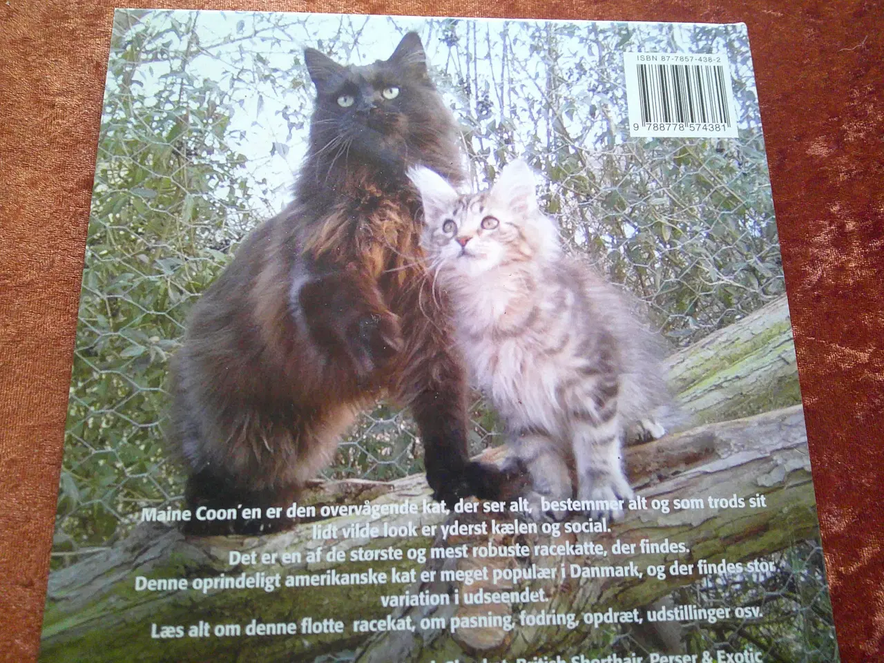 Billede 2 - Maine Coon, Felis Danica