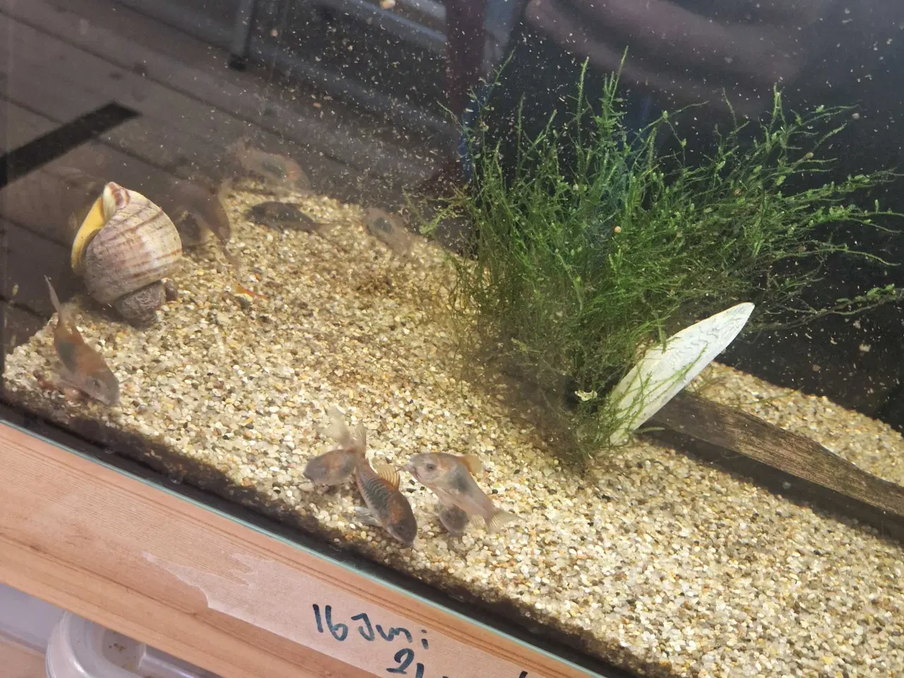 Billede 3 - Venezuela Pansermaller YNGLE gruppe