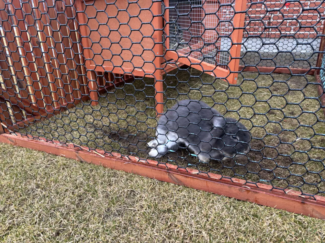 Billede 5 - Kaninbur samt 2 kaniner 