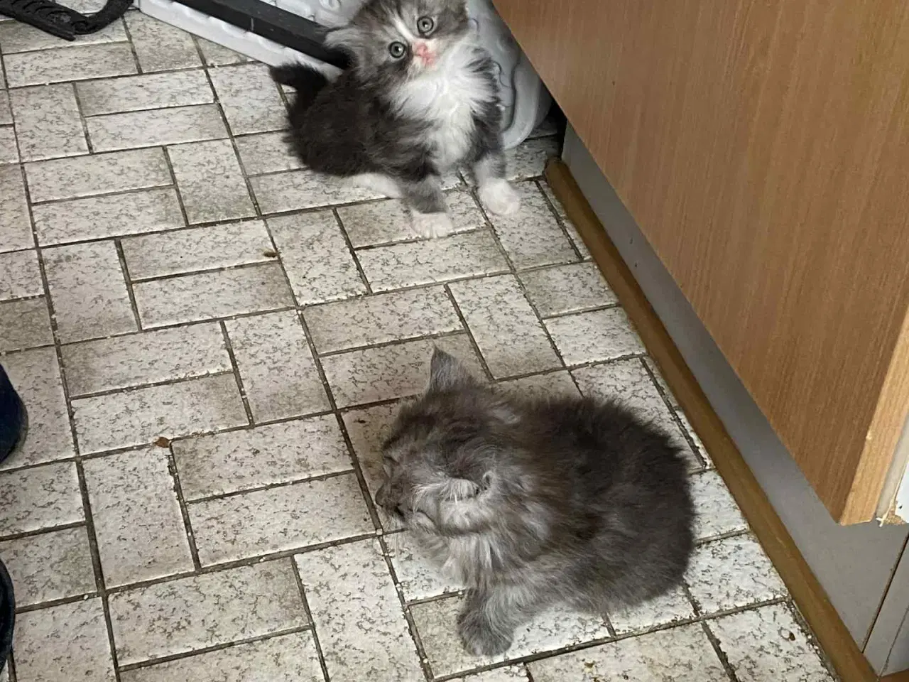 Billede 4 -  Skønne Maincoon killinger