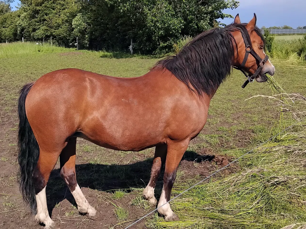 Billede 18 - Smuk Welsh Partbred pony. Født 19.05.23 