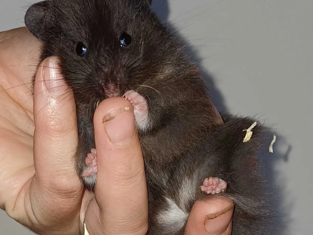 Billede 11 - Guldhamster unger 