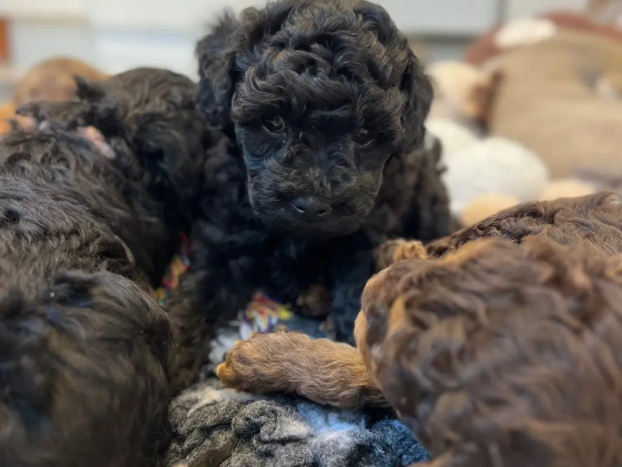 Billede 3 - Maltipoo 
