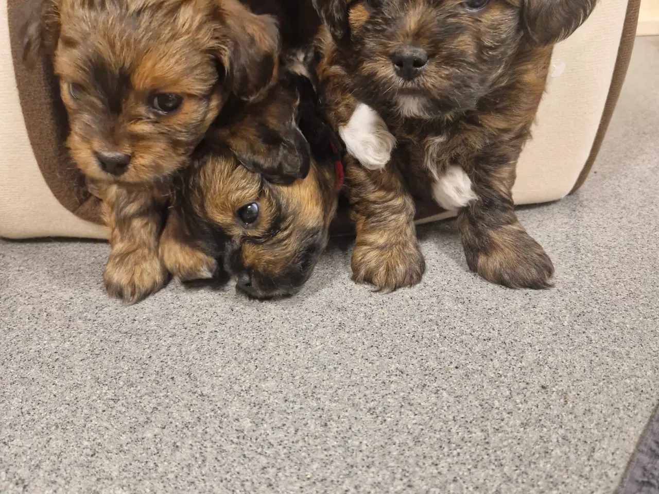 Billede 1 - Bichon havanais blandingshvalpe