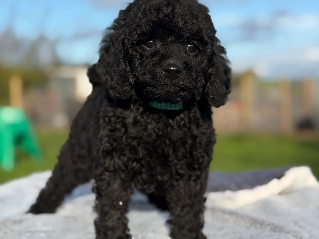 Billede 7 - Mellem Puddel