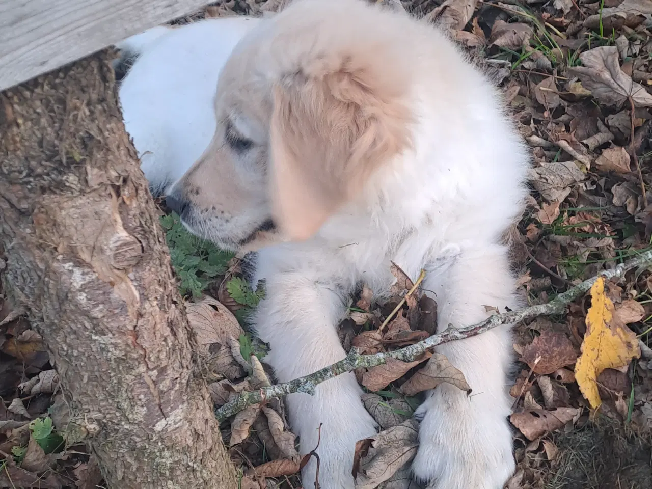 Billede 3 - Golden retriver 3 mnd