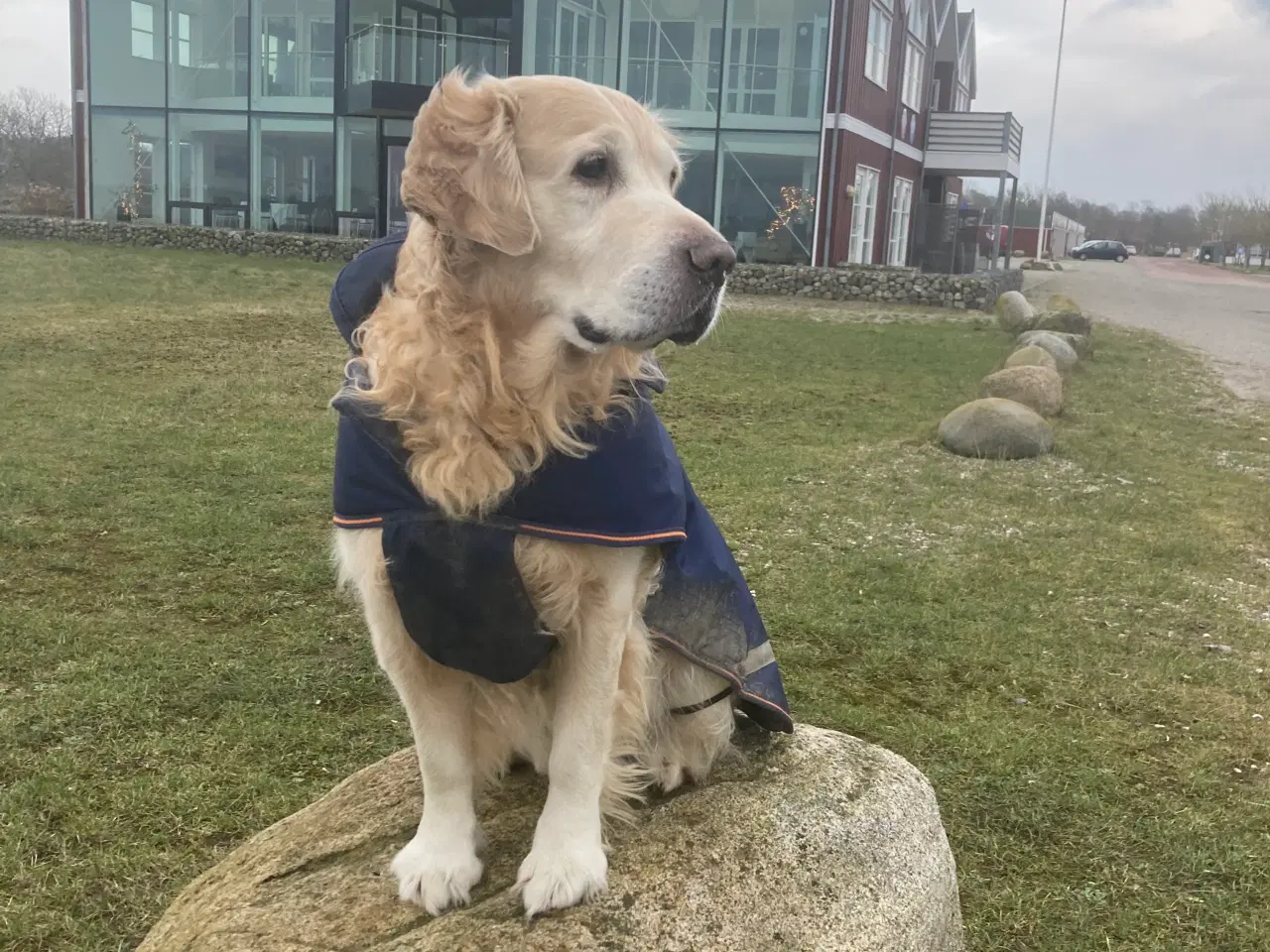 Billede 7 - Parring/inseminering Golden Retriever.