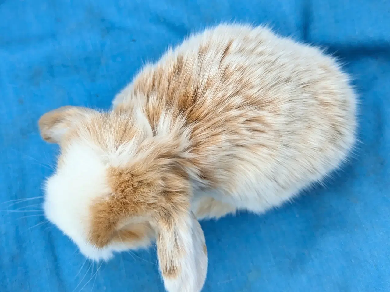 Billede 8 - Minilop kaninunge sælges