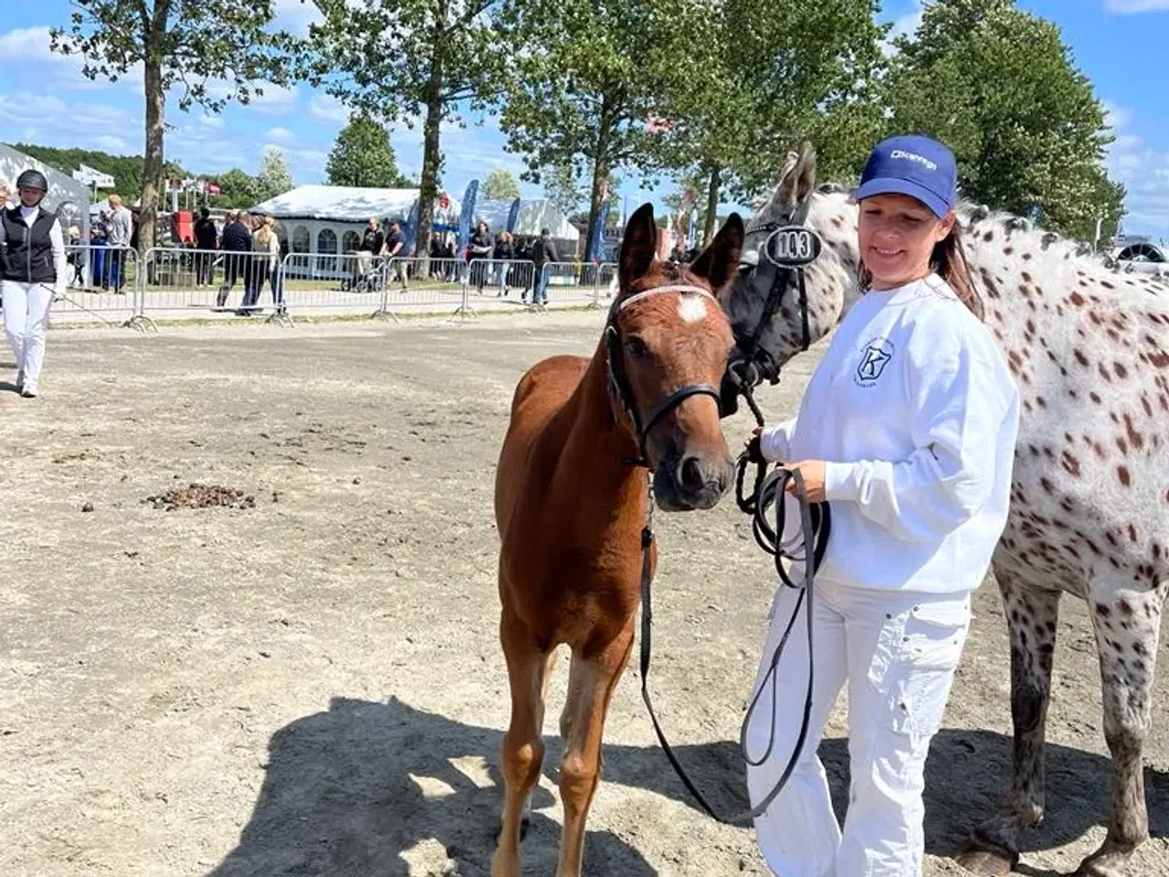 Billede 5 - Dansk Sports Pony 