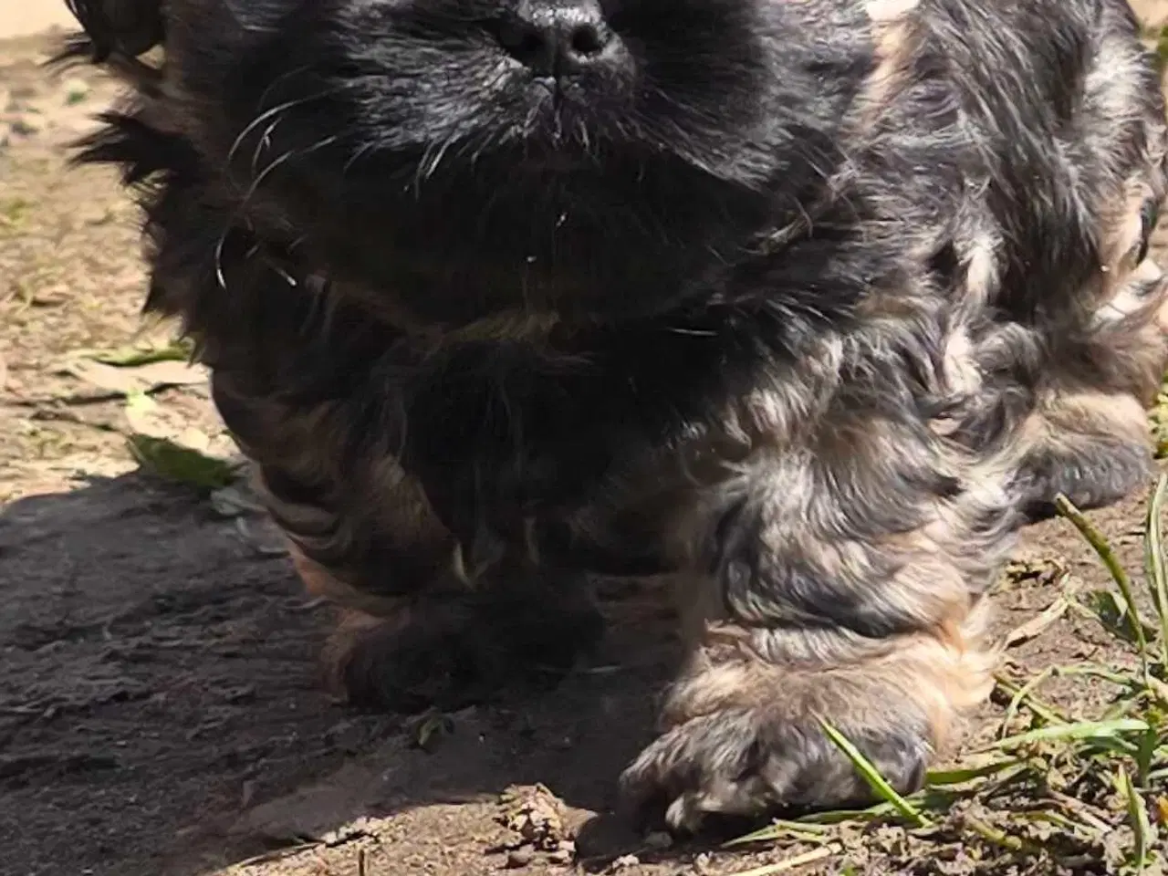 Billede 3 - Cody og Coco 