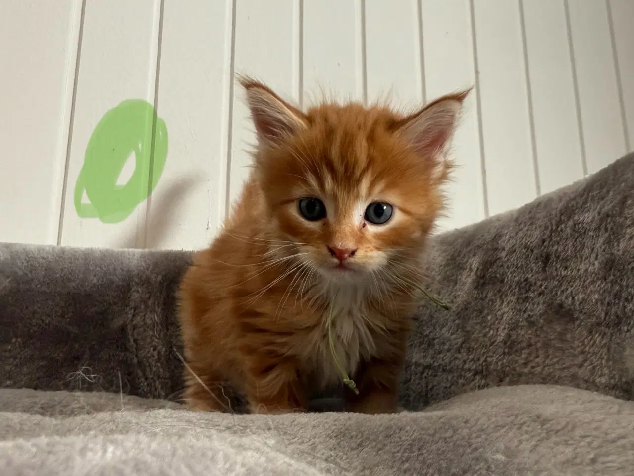 Billede 1 - Maine coon killinger uden tavle