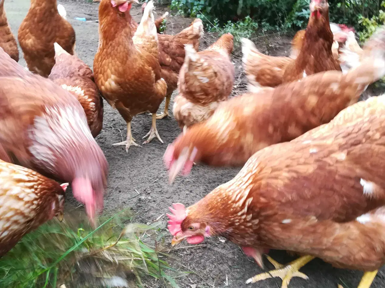 Billede 4 - God ægge lægger røde amerikaner på 22 uge 