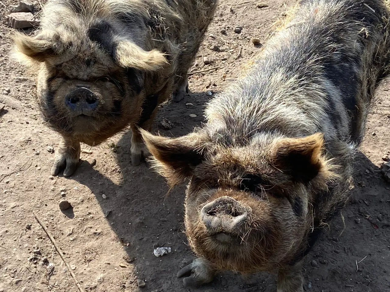 Billede 1 - Kunekune grise
