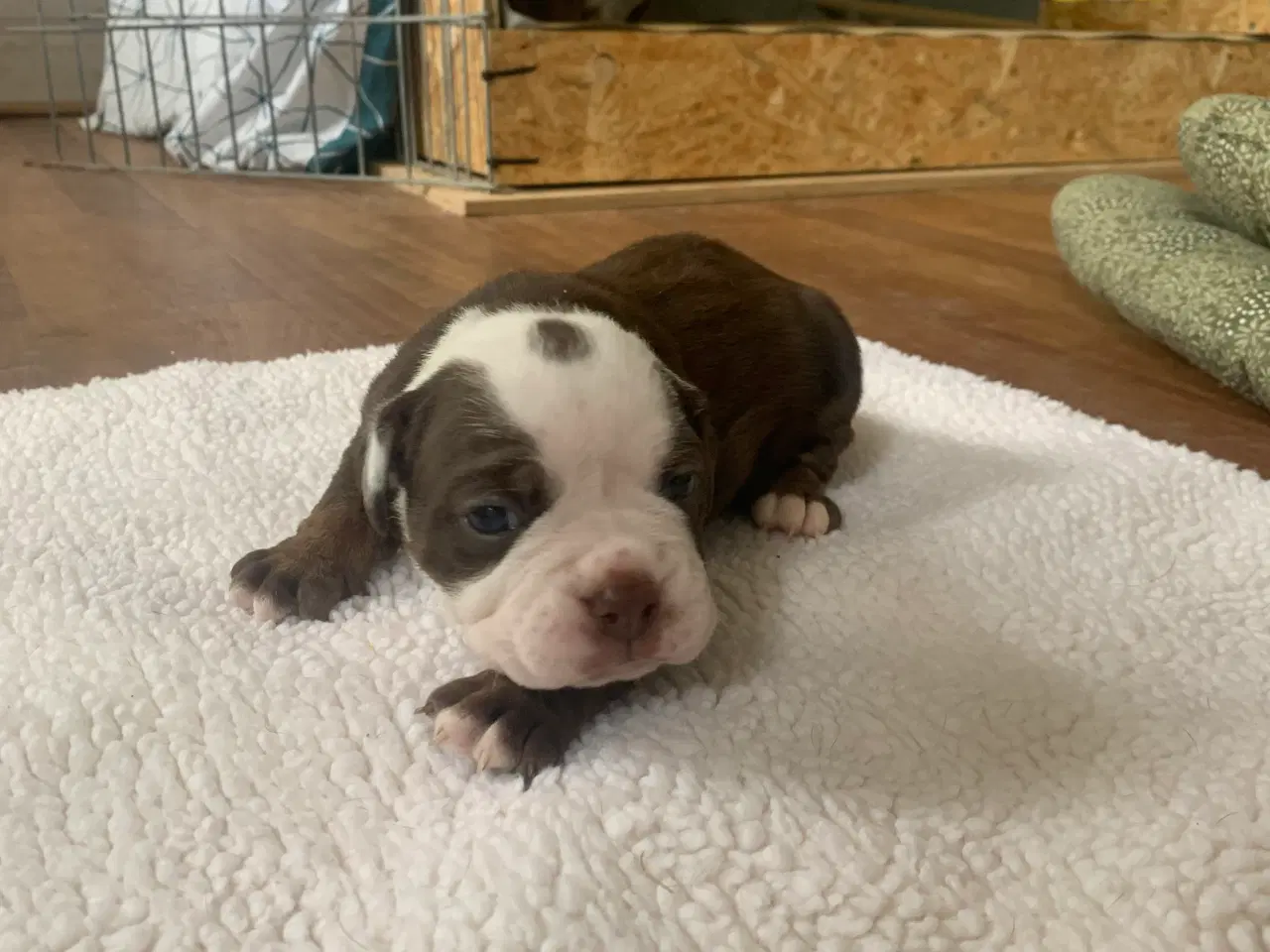 Billede 8 - New English Bulldog hvalpe 