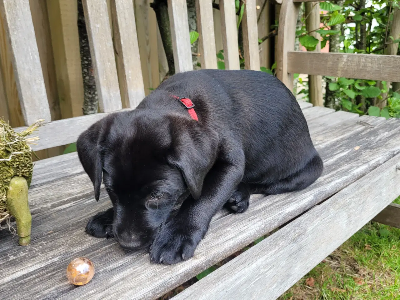 Billede 5 - Labrador formel 1 hunde hvalpe tæve 