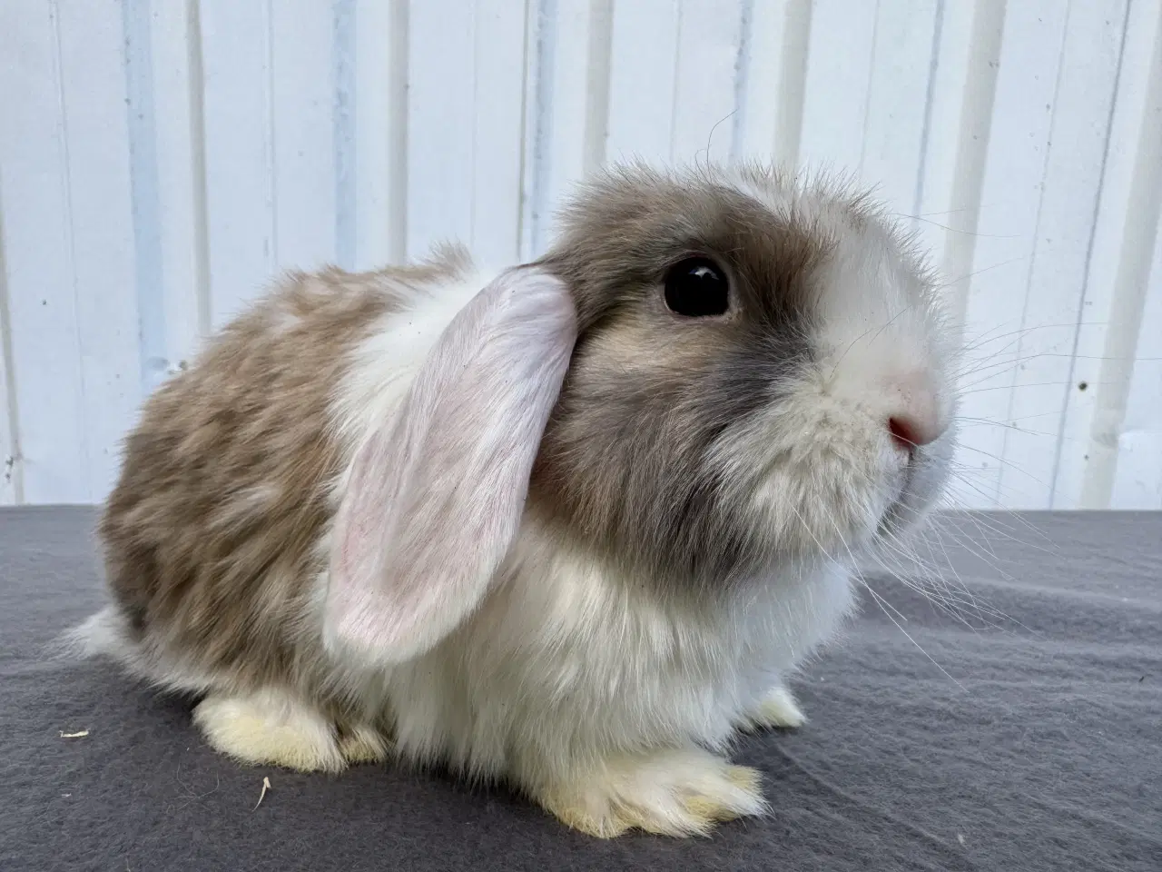 Billede 6 - Dværgvædder/Mini lop hunkanin 