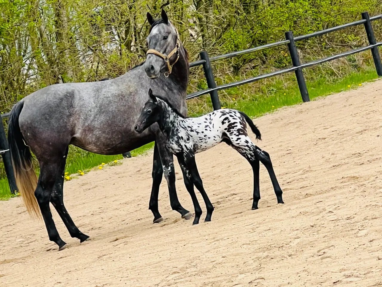 Billede 8 - Smuk Knabstrup blanding 🩵