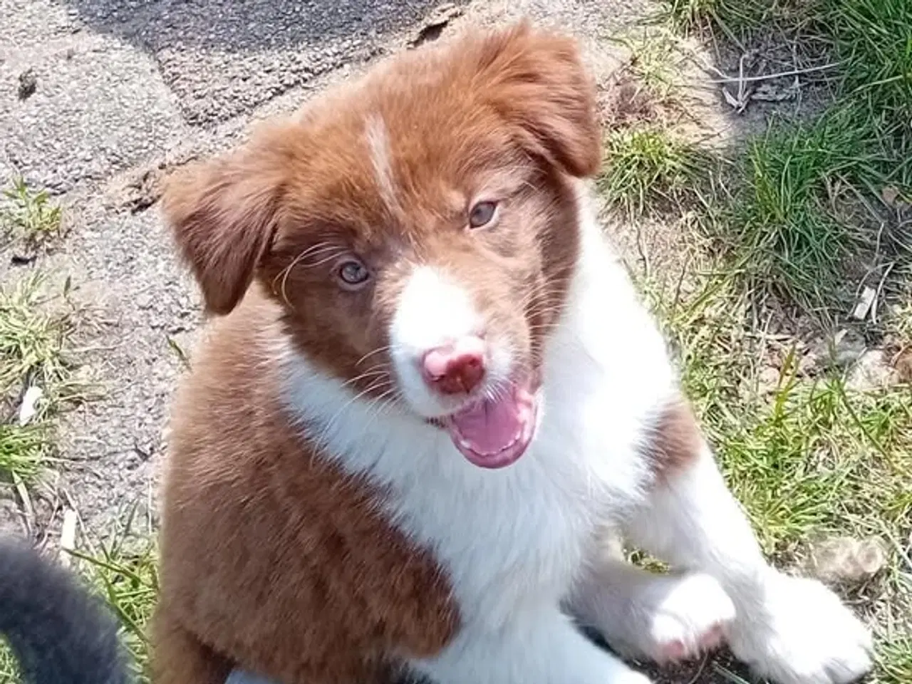 Billede 1 - Border Collie Hvalpe