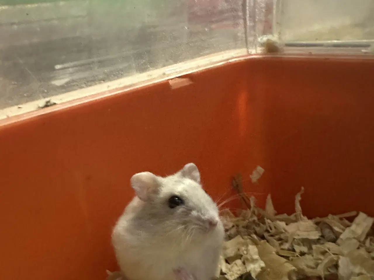 Billede 1 - Sød dværghamster sælges