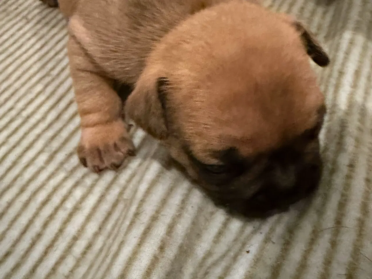 Billede 9 - Fransk bulldog hvalpe