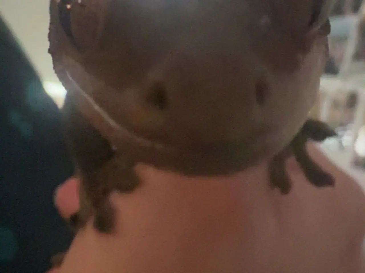 Billede 3 - Sød kronegekko han