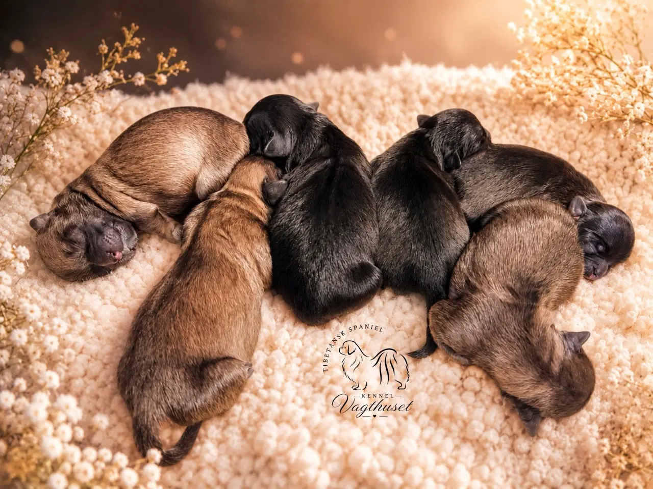 Billede 2 - Tibetansk Spaniel hvalpe