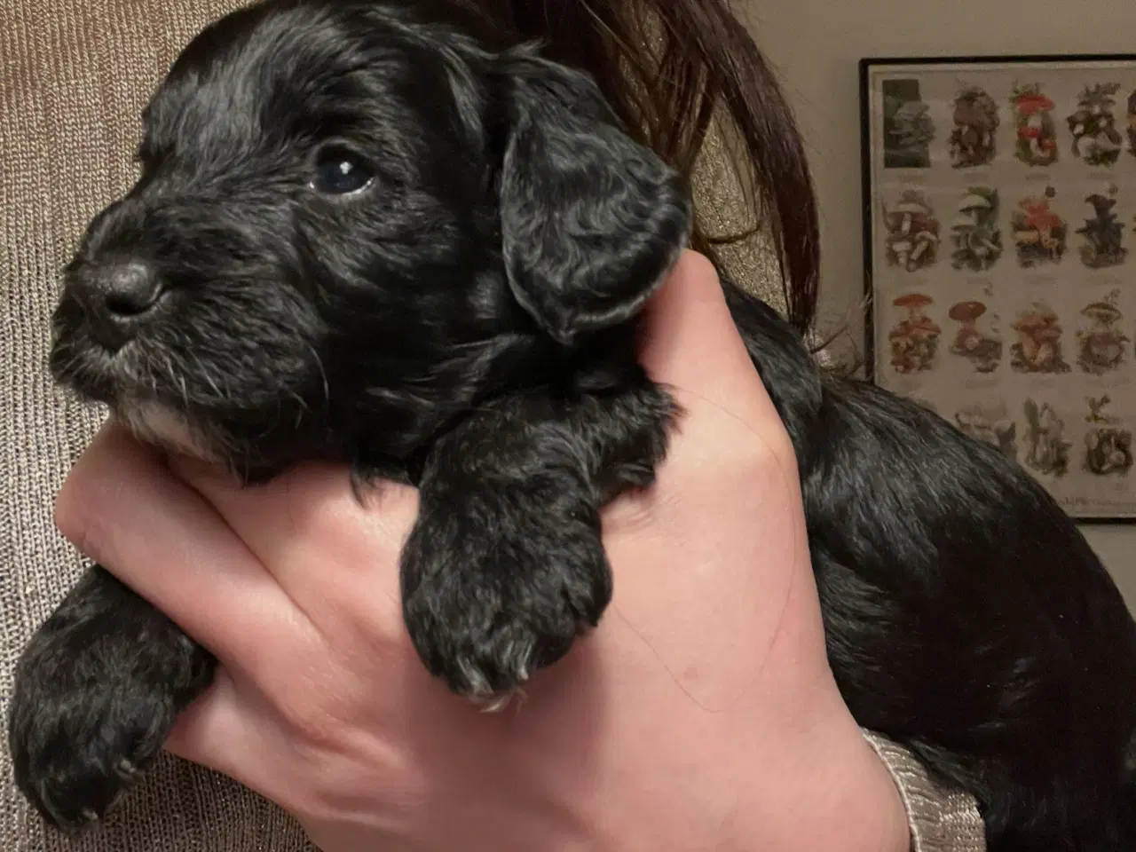 Billede 2 - Dværgpuddel blanding, foxpuddel, hvalpe