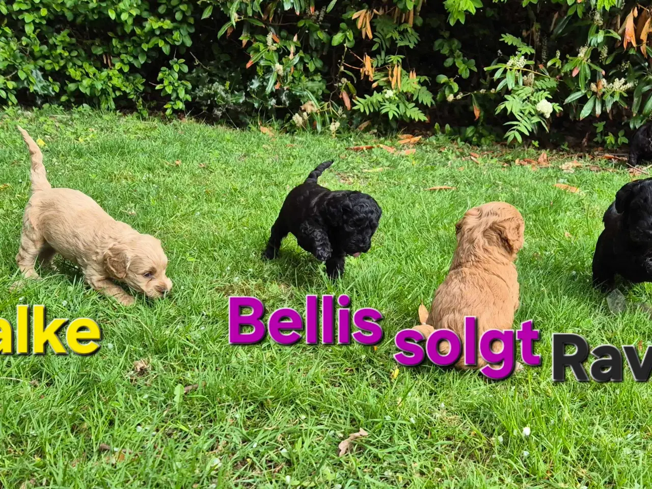 Billede 5 - Uimodstålige søde Mini cockapoo