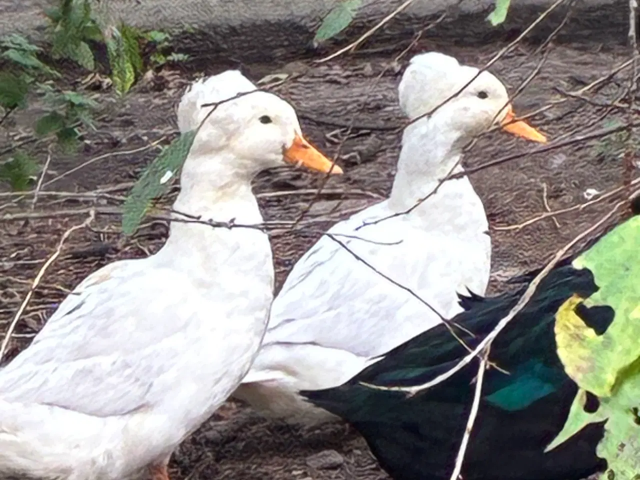 Billede 2 - Kejserænder