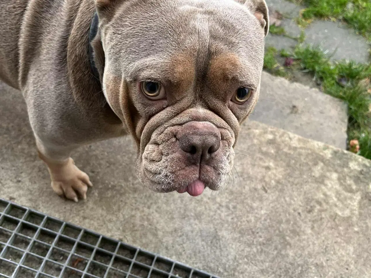 Billede 2 - Old english bulldog tæve sælges 