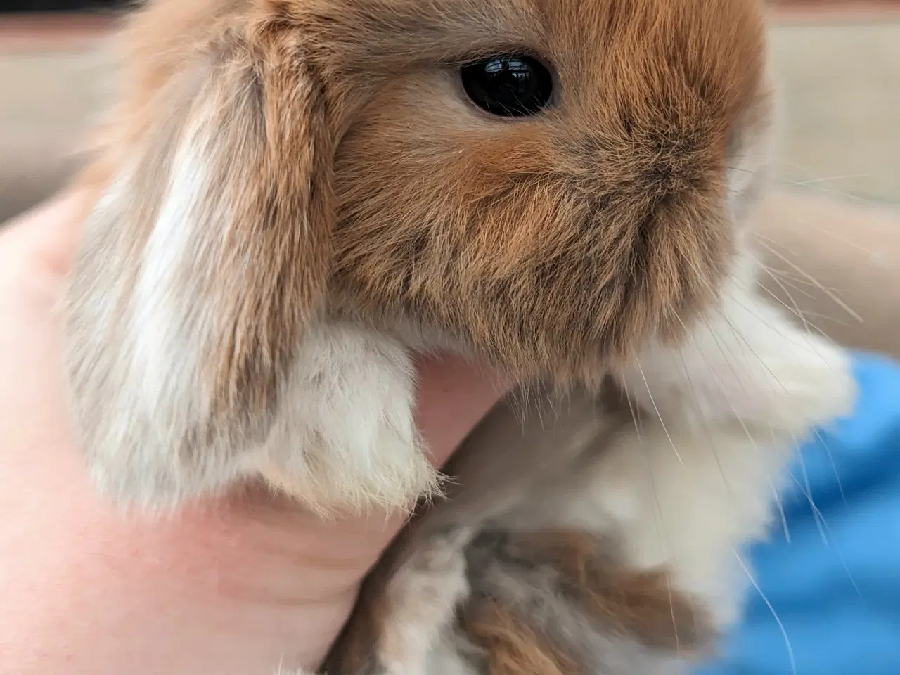 Billede 5 - Minilop kaninunge sælges 