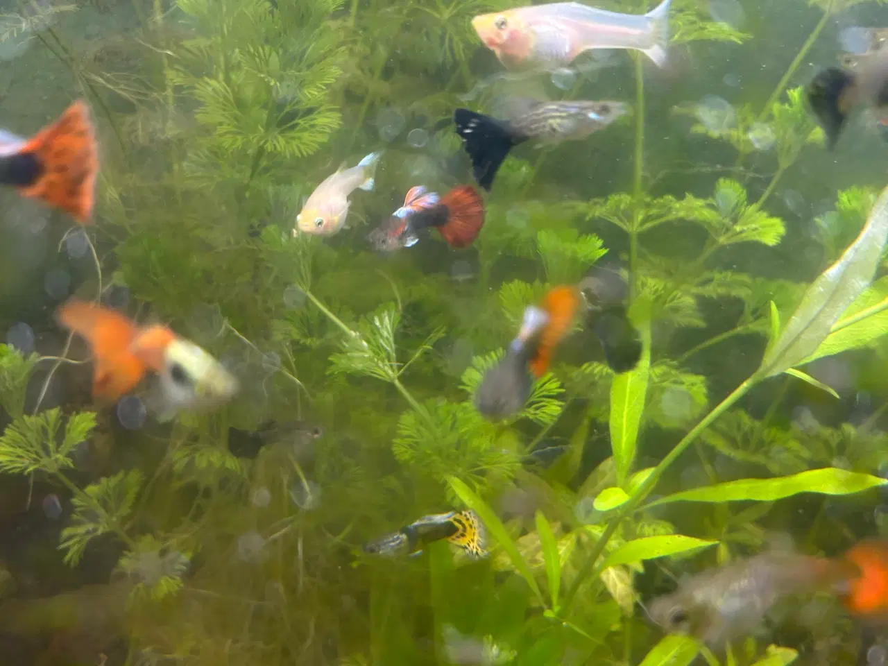Billede 5 - Voksne guppy, 2stk.