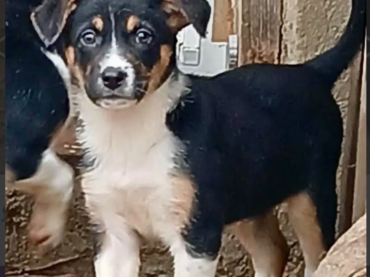 Billede 10 - Smukke Ally leder efter sin egen familie💝